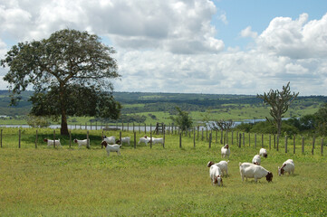 A group of large Boer goats grazing in the green pastures of the farm, with a beautiful lake in the...