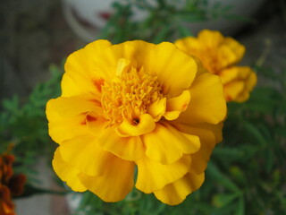 Close up yellow Marigold flower & leaf in pot (Tagetes erecta, Mexican, Aztec or African marigold) in plant garden. Macro of orange marigold flower as tagetes background. Medicinal flower tagetes herb