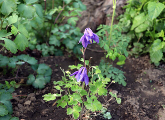 Aquilegia vulgaris. Violet flowers of common columbine. Common columbine growing in a botanical garden. Side view with selective focus.