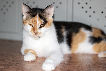 Calico cat with whiskers and fur laying on flooring, gazing at the camera