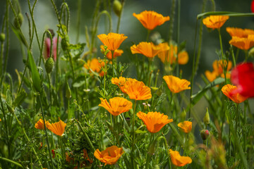 California Poppy Its flowers are large and solitary with four yellow or orange petals with a dark spot at the base, and its sepals are welded together forming a hood