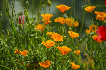 California Poppy Its flowers are large and solitary with four yellow or orange petals with a dark...