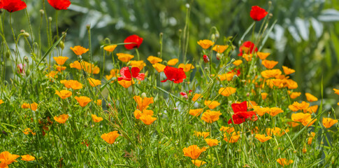 California poppy Due to their colonizing potential and constitute a serious threat to native...