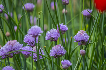 Chives Where it grows in the wild it can be found on the side of roads or railway tracks