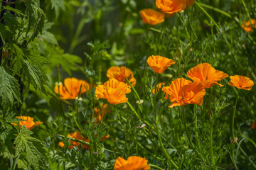 California Poppy The fruit is a capsule measuring between 7 and 10 cm, straight and glabrous, with globular, reticulated or dotted seeds