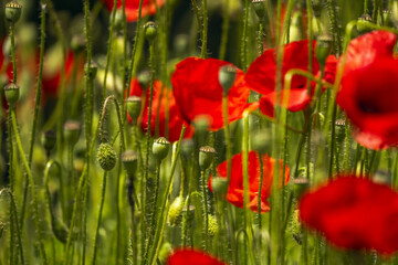 Obraz premium The common poppy blooms from early to late spring