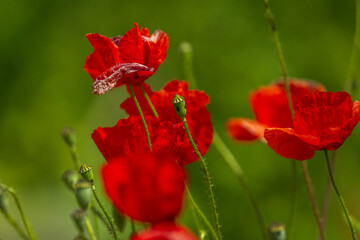 The common poppy tiny seeds are, as in all species of the genus, kidney-shaped, alveolated with a polygonal reticulum and brown in color.