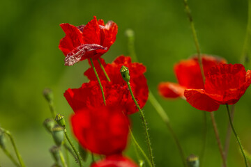 The common poppy tiny seeds are, as in all species of the genus, kidney-shaped, alveolated with a...