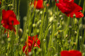 The common poppy does not resist hot climates or humidity