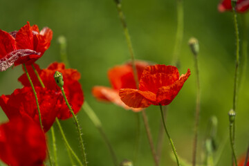 Obraz premium The common poppy The stamens, black, form a ringed cluster around the gynoecium, which gives it the appearance of a black button