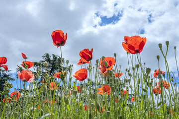 Obraz premium Fresh common poppy leaves due to the alkaloids they contain, which is why their consumption as food has been declining in southern Europe