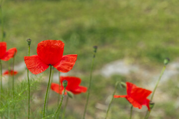 common poppy The seeds are harmless and are often used as a condiment and in pastries