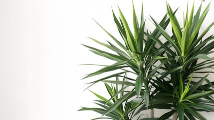 architectural splendor of a Yucca tree, its sharp, sword-like leaves making a bold statement against a white background.