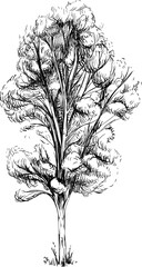 Hand drawn tree. Sketch illustration isolated on white background.