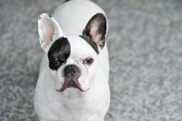 dog or french bulldog at home,looking French bulldog