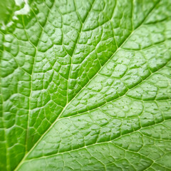 Mint leaf close up abstract natural background