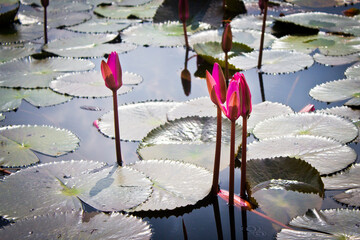 water lily in the pond
