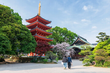 couple visit Tochoji Temple with cherry blossom in spring, Fukuoka