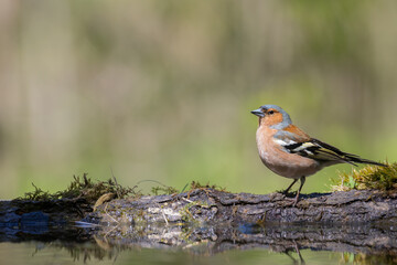 Bird male chaffinch Fringilla coelebs perching on forest puddle, spring time