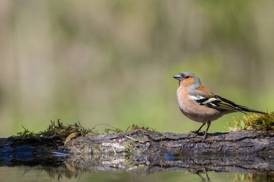 Bird male chaffinch Fringilla coelebs perching on forest puddle, spring time - Powered by Adobe