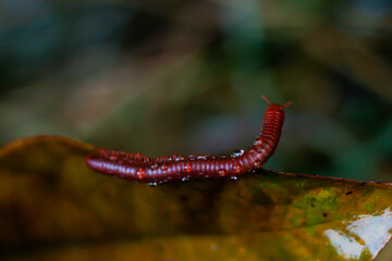 The picture of  millipede on the dry left with concept life animals.
