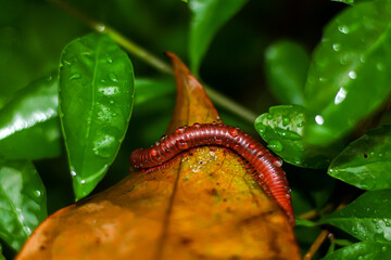 Pictures of small millipede on dried leaves during rain,concept nature of animals life.