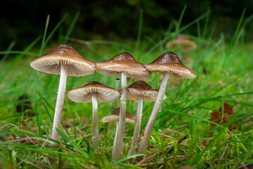 Wet star pinkgill mushrooms (Entoloma conferendum) in the grass