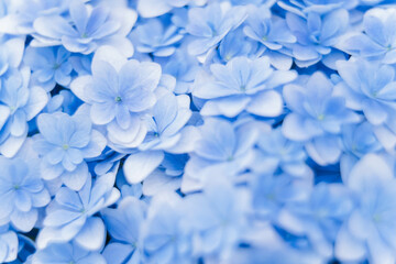 Background of soft blue petals of Hydrangea macrophylla or Hydrangea close-up. Shallow depth of field for soft dreamy feel.
