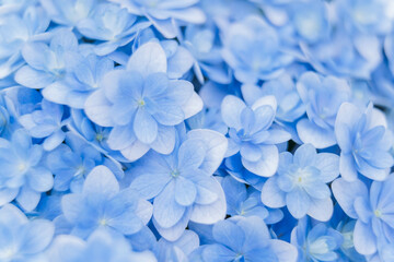 Background of soft blue petals of Hydrangea macrophylla or Hydrangea close-up. Shallow depth of...