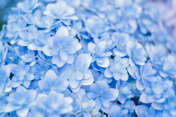 Background of soft blue petals of Hydrangea macrophylla or Hydrangea close-up. Shallow depth of field for soft dreamy feel.