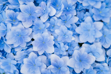 Background of soft blue petals of Hydrangea macrophylla or Hydrangea close-up. Shallow depth of...