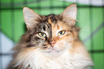 Obraz premium Calico Felidae Cat in a green cage, making eye contact with the camera