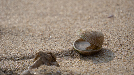 Shells in brown sand. Seashell on sandy beach.