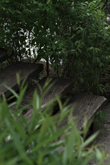 wooden stairs among trees, parkland