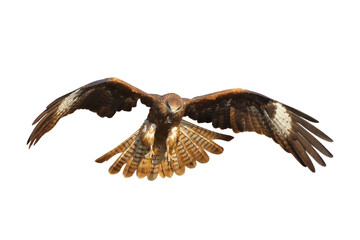 Bird of prey Black kite flying isolated on transparent background png file