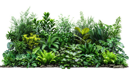 Obraz premium A vibrant array of various tropical and fern plants with rich green leaves, beautifully arranged against a clean white background