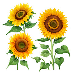 Obraz premium Sunflower collection in full bloom isolated on white. Perfect for environmental themes, educational content, and design projects, this vibrant set captures the natural beauty and energy of sunflowers,