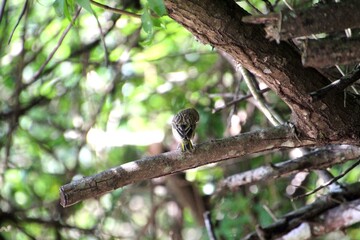 ave canário da terra - Sicalis flaveola  