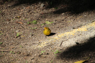 ave canário da terra - Sicalis flaveola  