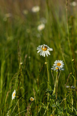 Kwiaty polne w maju rosnące dziko na łąkach © KoLesfot