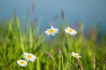 Kwiaty polne w maju rosnące dziko na łąkach © KoLesfot