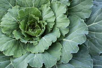 One cabbage grow, top view. Background from one green cabbage leaves for publication, poster, calendar, post, screensaver, wallpaper, cover, website. High quality photo