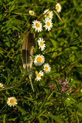 Kwiaty polne w maju rosnące dziko na łąkach © KoLesfot