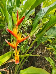 Obraz premium Oiseaux de paradis