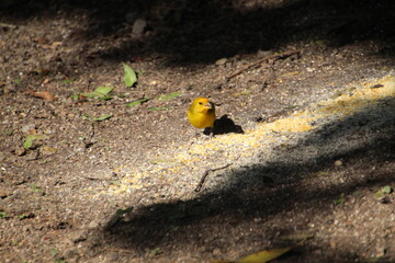 ave canário da terra - Sicalis flaveola  