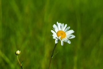 Kwiaty polne w maju rosnące dziko na łąkach © KoLesfot