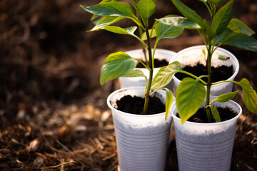 Green seedlings in white plastic pots on the soil blurred background, close-up. Young sprouts...