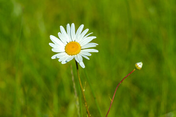 Kwiaty polne w maju rosnące dziko na łąkach © KoLesfot