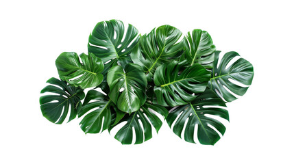A dense arrangement of various tropical leaves, featuring vibrant, healthy green hues, set against a clean white backdrop