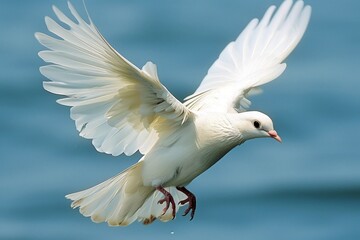 Obraz premium white dove in flight